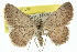  (Laophila sciara - 11ANIC-02668)  @11 [ ] CreativeCommons - Attribution (2011) ANIC/CBG Photography Group Centre for Biodiversity Genomics