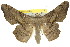  (Gonodontis orthotoma - 11ANIC-02670)  @15 [ ] CreativeCommons - Attribution (2011) ANIC/CBG Photography Group Centre for Biodiversity Genomics