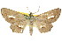  (Gonodontis fenestrata - 11ANIC-02682)  @11 [ ] CreativeCommons - Attribution (2011) ANIC/CBG Photography Group Centre for Biodiversity Genomics
