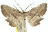  (Proboloptera embolias - 11ANIC-02691)  @14 [ ] CreativeCommons - Attribution (2011) ANIC/CBG Photography Group Centre for Biodiversity Genomics