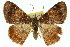  ( - 11ANIC-02702)  @12 [ ] CreativeCommons - Attribution (2011) ANIC/CBG Photography Group Centre for Biodiversity Genomics