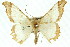  (Zeheba sp. ANIC2 - 11ANIC-02731)  @11 [ ] CreativeCommons - Attribution (2011) ANIC/CBG Photography Group Centre for Biodiversity Genomics