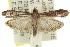  (Balanomis - 11ANIC-02818)  @15 [ ] CreativeCommons - Attribution (2011) ANIC/CBG Photography Group Centre for Biodiversity Genomics