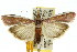  ( - 11ANIC-02840)  @15 [ ] CreativeCommons - Attribution (2011) ANIC/CBG Photography Group Centre for Biodiversity Genomics