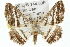  (Chiasmia margaritis - 11ANIC-02851)  @15 [ ] CreativeCommons - Attribution (2011) ANIC/CBG Photography Group Centre for Biodiversity Genomics