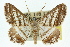  ( - 11ANIC-02852)  @15 [ ] CreativeCommons - Attribution (2011) ANIC/CBG Photography Group Centre for Biodiversity Genomics