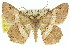  ( - 11ANIC-02857)  @13 [ ] CreativeCommons - Attribution (2011) ANIC/CBG Photography Group Centre for Biodiversity Genomics
