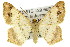  (Chiasmia sp. ANIC1 - 11ANIC-02862)  @16 [ ] CreativeCommons - Attribution (2011) ANIC/CBG Photography Group Centre for Biodiversity Genomics