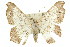  ( - 11ANIC-02884)  @11 [ ] CreativeCommons - Attribution (2011) ANIC/CBG Photography Group Centre for Biodiversity Genomics
