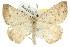  (Hypomecis penthearia - 11ANIC-02892)  @15 [ ] CreativeCommons - Attribution (2011) ANIC/CBG Photography Group Centre for Biodiversity Genomics