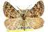  (Paramelora lychnota - 11ANIC-02899)  @15 [ ] CreativeCommons - Attribution (2011) ANIC/CBG Photography Group Centre for Biodiversity Genomics