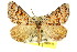  ( - 11ANIC-02905)  @12 [ ] CreativeCommons - Attribution (2011) ANIC/CBG Photography Group Centre for Biodiversity Genomics