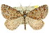  (Paramelora - 11ANIC-02911)  @15 [ ] CreativeCommons - Attribution (2011) ANIC/CBG Photography Group Centre for Biodiversity Genomics