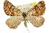  ( - 11ANIC-02912)  @14 [ ] CreativeCommons - Attribution (2011) ANIC/CBG Photography Group Centre for Biodiversity Genomics