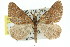  (Paramelora ammophila - 11ANIC-02919)  @15 [ ] CreativeCommons - Attribution (2011) ANIC/CBG Photography Group Centre for Biodiversity Genomics