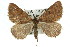  (Paramelora - 11ANIC-02920)  @15 [ ] CreativeCommons - Attribution (2011) ANIC/CBG Photography Group Centre for Biodiversity Genomics