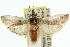  (Barbifrontia hemileucella - 11ANIC-02949)  @14 [ ] CreativeCommons - Attribution (2011) ANIC/CBG Photography Group Centre for Biodiversity Genomics
