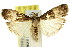  ( - 11ANIC-02965)  @11 [ ] CreativeCommons - Attribution (2011) ANIC/CBG Photography Group Centre for Biodiversity Genomics