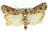  (Lophothoracia sp. ANIC3 - 11ANIC-02967)  @11 [ ] CreativeCommons - Attribution (2011) ANIC/CBG Photography Group Centre for Biodiversity Genomics