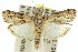  (Lophothoracia sp. ANIC2 - 11ANIC-02976)  @15 [ ] CreativeCommons - Attribution (2011) ANIC/CBG Photography Group Centre for Biodiversity Genomics