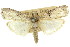  (Lophothoracia sp. ANIC7 - 11ANIC-02978)  @11 [ ] CreativeCommons - Attribution (2011) ANIC/CBG Photography Group Centre for Biodiversity Genomics