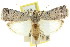  ( - 11ANIC-02985)  @15 [ ] CreativeCommons - Attribution (2011) ANIC/CBG Photography Group Centre for Biodiversity Genomics