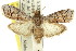  (Ecnomoneura sp. ANIC1 - 11ANIC-02990)  @15 [ ] CreativeCommons - Attribution (2011) ANIC/CBG Photography Group Centre for Biodiversity Genomics