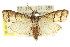  ( - 11ANIC-02991)  @14 [ ] CreativeCommons - Attribution (2011) ANIC/CBG Photography Group Centre for Biodiversity Genomics