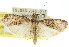  (Acrobasis mniaropis - 11ANIC-03028)  @14 [ ] CreativeCommons - Attribution (2011) ANIC/CBG Photography Group Centre for Biodiversity Genomics