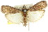  (Acrobasis ereboscopa - 11ANIC-03030)  @14 [ ] CreativeCommons - Attribution (2011) ANIC/CBG Photography Group Centre for Biodiversity Genomics