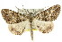  (Lipogya sp. ANIC1 - 11ANIC-03048)  @11 [ ] CreativeCommons - Attribution (2011) ANIC/CBG Photography Group Centre for Biodiversity Genomics
