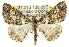  ( - 11ANIC-03049)  @15 [ ] CreativeCommons - Attribution (2011) ANIC/CBG Photography Group Centre for Biodiversity Genomics