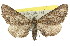 (Ectropis hieroglyphica - 11ANIC-03064)  @15 [ ] CreativeCommons - Attribution (2011) ANIC/CBG Photography Group Centre for Biodiversity Genomics