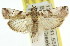  (Aurana - 11ANIC-03175)  @15 [ ] CreativeCommons - Attribution (2011) ANIC/CBG Photography Group Centre for Biodiversity Genomics
