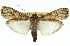  (Hypsipyla - 11ANIC-03190)  @15 [ ] CreativeCommons - Attribution (2011) ANIC/CBG Photography Group Centre for Biodiversity Genomics