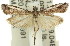  ( - 11ANIC-03220)  @12 [ ] CreativeCommons - Attribution (2011) ANIC/CBG Photography Group Centre for Biodiversity Genomics
