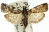  (Asarta sp. ANIC14 - 11ANIC-03226)  @14 [ ] CreativeCommons - Attribution (2011) ANIC/CBG Photography Group Centre for Biodiversity Genomics