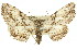  (Pachyplocia loxocyma - 11ANIC-03268)  @15 [ ] CreativeCommons - Attribution (2011) ANIC/CBG Photography Group Centre for Biodiversity Genomics