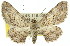  (Pachyplocia griseata - 11ANIC-03272)  @15 [ ] CreativeCommons - Attribution (2011) ANIC/CBG Photography Group Centre for Biodiversity Genomics