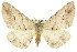  (Syneora cheleuta - 11ANIC-03364)  @15 [ ] CreativeCommons - Attribution (2011) ANIC/CBG Photography Group Centre for Biodiversity Genomics