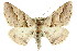  (Syneora cheleuta - 11ANIC-03365)  @15 [ ] CreativeCommons - Attribution (2011) ANIC/CBG Photography Group Centre for Biodiversity Genomics