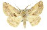  (Syneora lithina - 11ANIC-03413)  @16 [ ] CreativeCommons - Attribution (2011) ANIC/CBG Photography Group Centre for Biodiversity Genomics