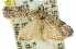  ( - 11ANIC-03464)  @12 [ ] CreativeCommons - Attribution (2011) ANIC/CBG Photography Group Centre for Biodiversity Genomics