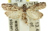  (Assara cataxutha - 11ANIC-03465)  @13 [ ] CreativeCommons - Attribution (2011) ANIC/CBG Photography Group Centre for Biodiversity Genomics