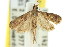 ( - 11ANIC-03474)  @11 [ ] CreativeCommons - Attribution (2011) ANIC/CBG Photography Group Centre for Biodiversity Genomics