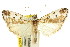  ( - 11ANIC-03478)  @11 [ ] CreativeCommons - Attribution (2011) ANIC/CBG Photography Group Centre for Biodiversity Genomics