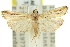  (Heterochrosis - 11ANIC-03495)  @15 [ ] CreativeCommons - Attribution (2011) ANIC/CBG Photography Group Centre for Biodiversity Genomics