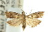  (Ecbletodes psephenias - 11ANIC-03507)  @14 [ ] CreativeCommons - Attribution (2011) ANIC/CBG Photography Group Centre for Biodiversity Genomics