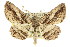  (Syneora nigrilinea - 11ANIC-03521)  @15 [ ] CreativeCommons - Attribution (2011) ANIC/CBG Photography Group Centre for Biodiversity Genomics