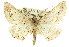  ( - 11ANIC-03530)  @15 [ ] CreativeCommons - Attribution (2011) ANIC/CBG Photography Group Centre for Biodiversity Genomics